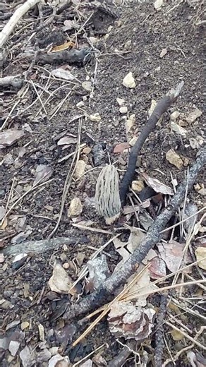 MOREL MUSHROOMS #MORCHELLA=BOLU