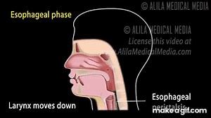 Swallowing Reflex, Phases and Overview of Neural Control, Animation. on Make a GIF