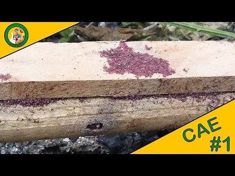 CAE | ÉPISODE N°1 | COMMENT SE DÉBARRASSER DES POUX ROUGE !?