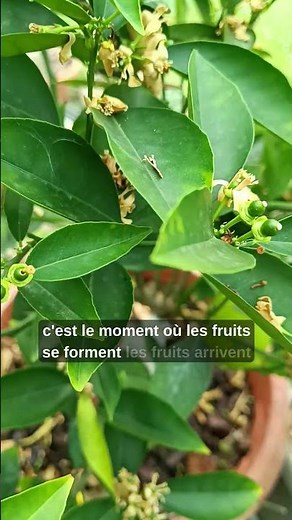 My oranges are growing 🍊 (incredible progress!) #gardening #shorts #viralshorts