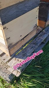 21 reactions · 17 comments | Bee inspection time  Won't be much longer before I get the hives 'winter ready.'️ Where has this year gone?!  #beekeeping #apismellifera #apiarylife #honeybees #hives #farmlife #Homesteading #OysterBayFarm | Oyster Bay Farm | Facebook
