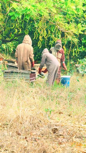 Honey is readyyyyy 🍯🐝🔥 The harvest we’ve been waiting for is finally here! Fresh, raw, unprocessed goodness straight from the hive. Nature did her part. #RawHoney #HarvestSeason #Beekeeping #BeetouchHoney #FarmFresh #PureHoney #GhanaBeekeeper 🐝🍯 | Morefit Apiaries Enterprise