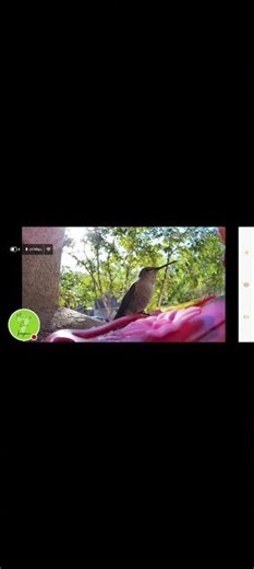 🕊️ Hummingbird Feeder Cam