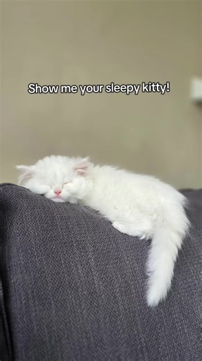 Show Off Your Sleepy Kitty!