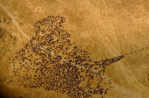 Lists of mammals by population - Alchetron, the free social encyclopedia