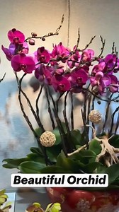 5.5K views · 747 reactions | Beautiful orchids  | Orchid Kingdom | Facebook