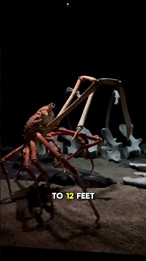 The Japanese Spider Crab can live up to 100 years. 🤧