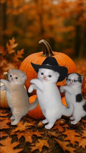 la calabaza y los gatitos bailadores #humor #comedia #divertido #viralshots #lacalabaza #gatitos