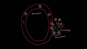 How white blood cells move around
