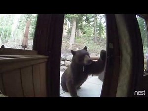 Electric Fence Shocks Bear in Lake Tahoe, CA