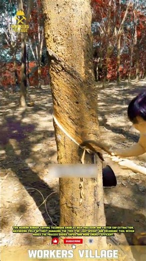 **"Modern, Efficient Rubber Tapping Techniques"** #workersvillage #innovation