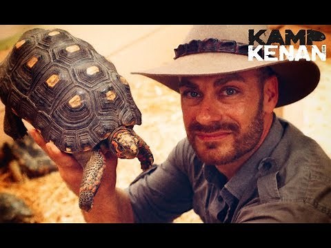 REDFOOT TORT humidity & care REQUIREMENTS