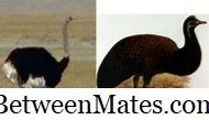 Diferença entre Emu e avestruz Diferença entre - Outras 2026