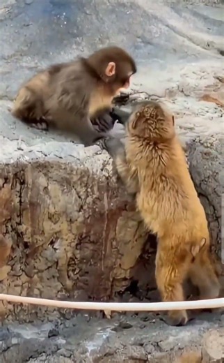 Punch & Friends Wrestling Match, Teasing Or Are They Fighting?! 🙉🙈🙊🐵🐒 Adorable Bunch 😜 Too Cute! 🥰😋🤗