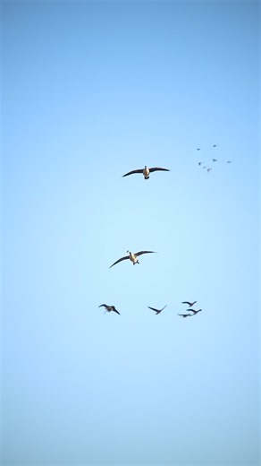 #goosehunting #geese #waterfowl | Quill Creek World Championship Calls