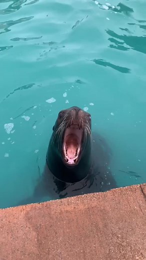 Singing Dogs of the Sea