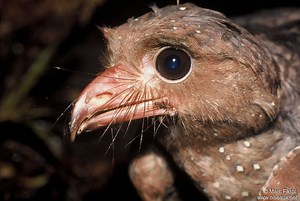 What are the Oilbirds? | Videos