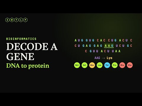 I Decoded a Gene in Pure Python (DNA to protein, from scratch)