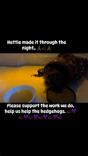 Hettie arrived so dehydrated, to the point of collapse, covered in flystrike, fleas & ticks, she was critical. After giving fluids I set to work removing the fly eggs, thank god they hadn’t hatched into maggots, it was a tricky job, so many ticks in the way and her spines hindering my removal tool. We got there in the end, this meant I could get Hettie into the ICU where I could regulate her temperature for her. I stayed in the hospital last night and Hetti had fluids by injection at midnight, 3