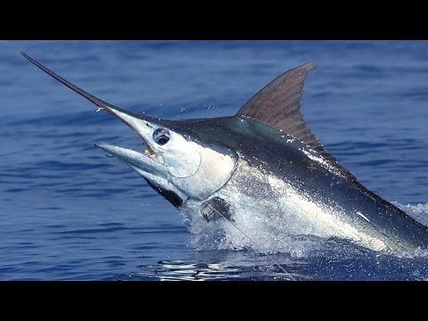 Aggressive Blue Marlin Bite