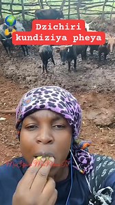 Adzimbokanganwi atenzi ,zvakakonza nyandayeyo ZimPoultry & Livestock betseraipo ndimwi dhokota wen'ombe ,huku nedzimweni zvipuka zveshe ,madhaka awo ari muchibaya/mudanga angapedzwa ngei?uye ndizvo zviri kuite kuti mabhururu angu amweni awo aperezeke kudaro inga mavhongoma? Ndini former student rekutize Agric kuskul paya andifungi kuti muchandiziya ii makore ahamba, tinobonga 🏃🏃😁Disclaimer: we have rights to the background sound it belongs to MaSiziva MuNdau Tv | MaSiziva MuNdau Tv