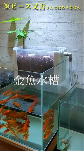 金魚水槽で育てるサニーレタスの挑戦