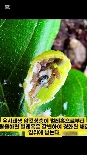 외줄면충(느티나무외줄진딧물) #국가유산수리기술자 #나무의사윤준원