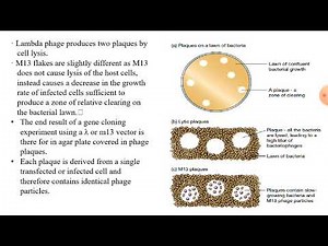 BIOLOGICAL METHODS OF GENE TRANSFER