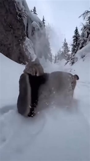 @sora_ai_daily on Instagram: "💀🗿 日本利用压电瓷砖将脚步转化为电能。这些瓷砖捕捉来自你脚步的动能。当你行走时，你的重量和动作会对瓷砖产生压力。瓷砖会轻微弯曲，从而产生机械应力。瓷砖内部的压电材料将这种应力转化为电能。每一步都会产生少量电荷，而数百万步结合在一起就能产生足够的电力来驱动 LED 灯、数字显示屏和传感器。在像涩谷车站这样繁忙的地方，每天大约有 240 万个脚步为这一系统作出贡献。这些电能可以被储存或立即使用，从而减少对传统电力来源的依赖，并支持可持续的城市基础设施。这种方法将日常运动转化为实用的可再生能源 #日本 #知识 #事实 #你知道吗 #推荐 #科技 #创新 #历史 #技术 #实验 #热门"