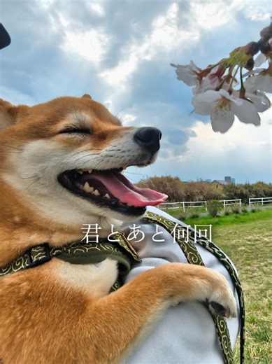 豆柴のかわいさを紡ぐ