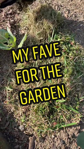 DWM Homestead on TikTok