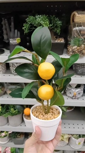 ¿Solo $18.000? 😱 Árboles de Dollarcity que NECESITAS 🍋