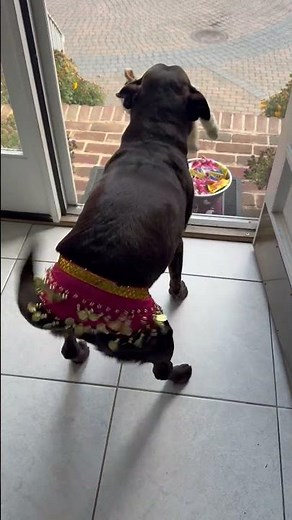 Belly-Dancing Dog Excited for Trick-or-Treaters || ViralHog