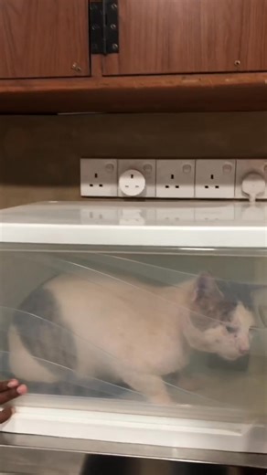 Soft breaths, calm moments, and gentle care 🐱💨 This kitty is undergoing nebulisation therapy, a soothing and effective treatment that helps open airways, ease breathing, and deliver medication directly to the lungs. Respiratory issues can be scary — not just for pets, but for pet parents too — which is why we focus on patience, comfort, and stress-free handling every step of the way. At Zootopia Vets, we make sure even the smallest patients feel safe and supported while receiving advanced care
