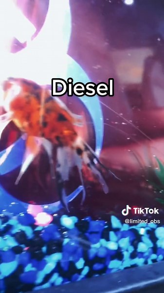 WhistlinDiesel Truck Obsession: Lifted Ford Fishtanks