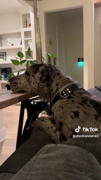 Storm the Great Dane Reacts to Diaper