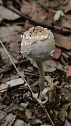 TROPICAL EGLAMPING | Điều kỳ diệu dưới gốc điều 40 tuổi sau cơn mưa... 🌧️🍄