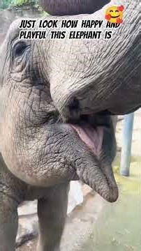 Caregiver & baby elephant playing with so much 🥰 #animallovers #elephant #wildlife #shorts #world