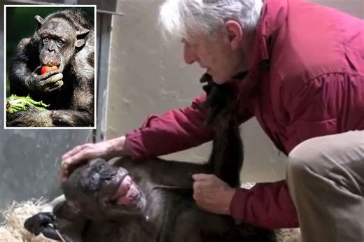Heartrending moment dying chimp Mama meets human best friend for last time