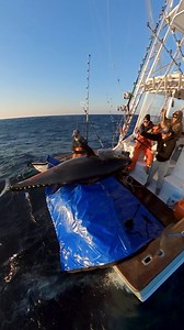 1000lb Tuna Won't Fit Through Door, Then We Did THIS!!!🤯🤯 | Speechless Sportfishing