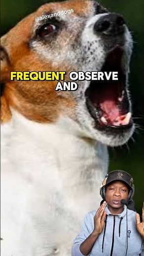 Why Do Dogs Whine? (And What They're Trying to Tell You) #dogfacts