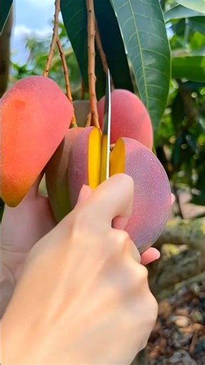beautiful mango slicing #beautifulview #fruitsvideos #tastywibe