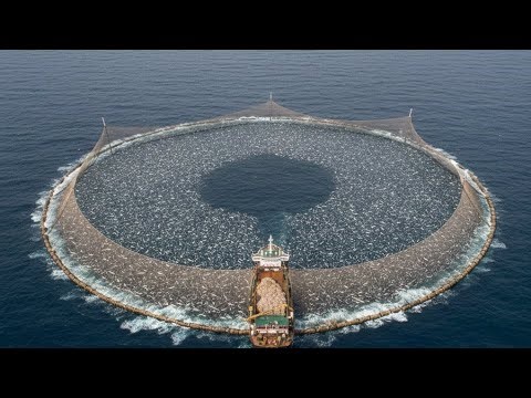 This Is How Thousands of Fish Disappear at Once.