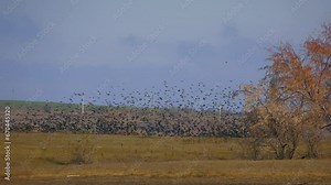 A large flock of Common starling (Sturnus vulgaris) takes off and lands as if obeying an inaudible command.