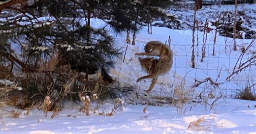 Coyote rescued from freezing temperatures, wind chill and knee-deep snow after getting caught in wire fence