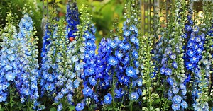 5 fleurs bleues pour un jardin coloré