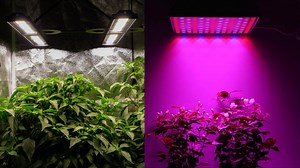 What color light is best for growing plants?