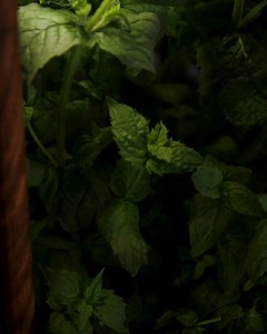 “It’s the perfect home growing set! Easy to set up and use, and the herbs taste awesome! I would definitely recommend the Auk and consider getting a second one!” - Thomas After selling out our pre-order in record time, Auk Mini is finally in stock. Order yours today and join over 50,000 happy customers 🌱 Free shipping and 100 days money-back guarantee 📦 Ships from Chicago. | Auk