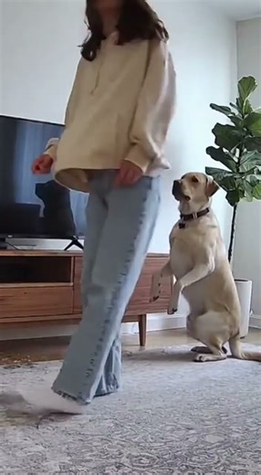 犬と猫のおもしろ可愛い瞬間まとめ｜Dogs & Cats Japan｜パート54 #baby #cute #funny #元気になる動画