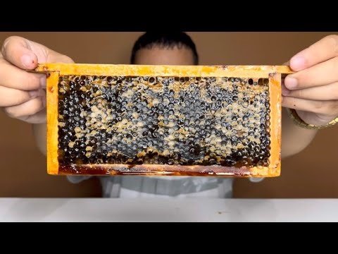 ASMR RAW HONEYCOMB (Extremely STICKY Satisfying EATING SOUNDS) No Talking : Forest Honeycomb ASMR